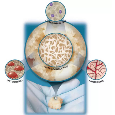 如果人類擁有壁虎般的再生能力 一場身體革命的奇幻體驗(yàn)